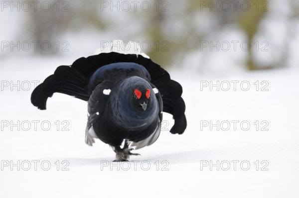 The entrance... Black grouse (Lyrurus tetrix), black grouse, dominant black grouse enters the mating arena with fanned out tail feathers, tail feathers and roses swollen with excitement, red eyebrows, shows imposing behaviour, territorial behaviour, wildlife, Europe, Southern Sweden, Sweden, Scandinavia, Northern Europe