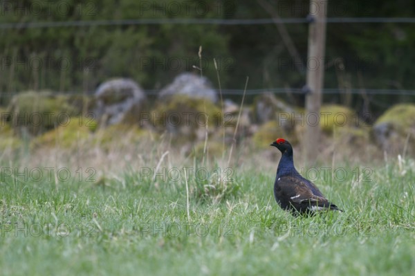 Black grouse (Lyrurus tetrix) in habitat, foraging in a meadow, on a pasture, accidental observation, natural picture, wildlife, southern Sweden, Sweden, Scandinavia, northern Europe