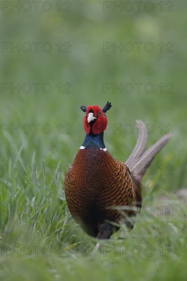 Curiosity... Hunting pheasant (Phasianus colchicus), proud pheasant cock in young grain, frontal, large red forehead and cheek flaps, roses, North Rhine-Westphalia, Germany, Western Europe