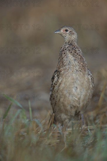 Running bird... Hunting pheasant (Phasianus colchicus), female, pheasant hen, young bird without cover on a harvested field, Lower Rhine, Rhine district Neuss, North Rhine-Westphalia, Germany, Western Europe
