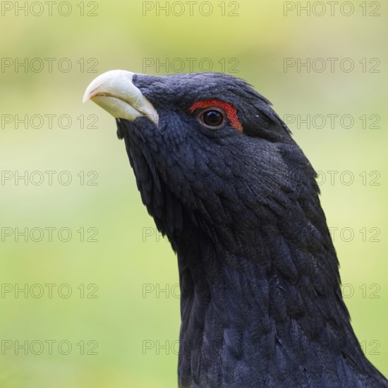 Detailed close-up... Capercaillie (Tetrao urogallus, head portrait, probably one of the most beautiful and striking native, generally known wild birds, chicken birds, Bavaria, Germany, Western Europe