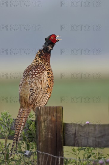 The cry... Pheasant cock, hunting pheasant (Phasianus colchicus) sits high up on a wooden gate and calls, territory marking, asserts territory claim, Lower Rhine, Rhine district Neuss, North Rhine-Westphalia, Germany, Western Europe