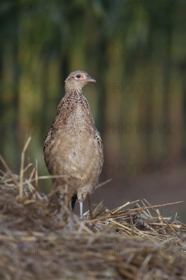 Pheasant on the lookout... Hunting pheasant (Phasianus colchicus) standing on a mound of straw at the edge of a corn field in late summer, looking around, typical behaviour, beautifully marked bird, detailed photo, Lower Rhine, North Rhine-Westphalia, Germany, Western Europe