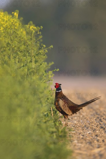 Undecided... Hunting pheasant (Phasianus colchicus), pheasant standing in an open area at the edge of a flowering rape field and thinking about slipping in to find cover, drooping wings and tense posture indicate inner excitement, Lower Rhine, North Rhine-Westphalia, Germany, Western Europe