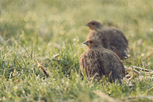 In the morning dew... Partridges (Perdix perdix) early in the morning on a dewy meadow, field, looking around anxiously, typical behaviour, highly endangered, threatened species, typical ground breeders, field fowl, Lower Rhine, North Rhine-Westphalia, Germany, Western Europe