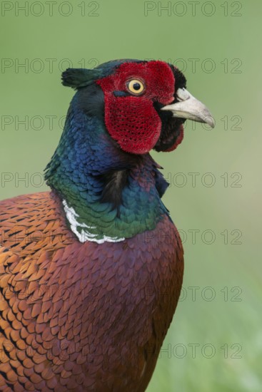 Close-up... Pheasant, hunting pheasant (Phasianus colchicus), very detailed close-up, head portrait of a magnificent pheasant cock in its prime, Lower Rhine, Rhine district Neuss, North Rhine-Westphalia, Germany, Western Europe
