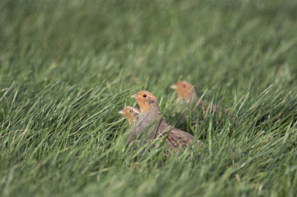 Grey partridges (Perdix perdix), small group, crouching in green grass, in a field in young winter wheat, species severely threatened by the intensification of agriculture, also have numerous predators, Lower Rhine, Rhineland, North Rhine-Westphalia, Germany, Western Europe
