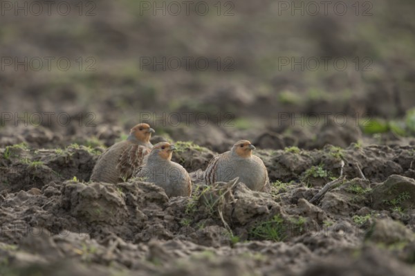 In the field... Grey partridge (Perdix perdix), several grey partridges, sitting, hiding between furrows, formerly common field fowl, now a highly endangered species due to agriculture and other influences, massive population decline almost everywhere, Lower Rhine, North Rhine-Westphalia, Germany, Western Europe