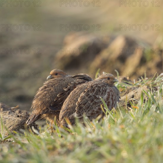 Seeking shelter... Grey partridges (Perdix perdix) squeezing into a tractor track in a field in the early morning sun, small partridges, endangered species due to habitat loss and predators, Rhineland, Lower Rhine, North Rhine-Westphalia, Germany, Western Europe