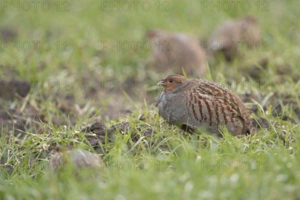 Highly endangered... Grey partridge (Perdix perdix), group of grey partridges, chain of partridges in the field in bad, rainy weather, rare observation, already disappeared in many places because habitats and the natural balance have been destroyed, formerly common species, Lower Rhine, North Rhine-Westphalia, Germany, Western Europe