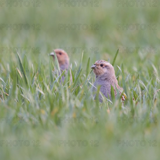 In the winter wheat... Grey partridge (Perdix perdix), two partridges sticking their heads out of the growing winter wheat, looking apparently disgruntled, birds of the field, species highly endangered by intensive farming, considerable population declines, Lower Rhine, North Rhine-Westphalia, Germany, Western Europe