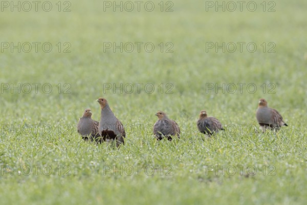 Partridge chain... Partridge (Perdix perdix), partridges, members of a chain run after the attentive leading bird through a dewy meadow, through a field, field and meadow birds severely threatened by intensive agriculture, native birdlife, wildlife, Rhineland, North Rhine-Westphalia, Germany, Western Europe