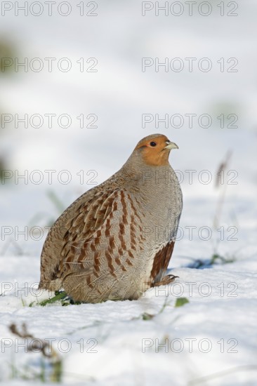 Grey partridge (Perdix perdix) walking through freshly fallen snow in the sun, looking around, beautiful side view, clear light, detailed shot in the natural environment of a snowy field, sunny winter morning, native wildlife, rare observation, wildlife, Lower Rhine, North Rhine-Westphalia, Germany, Western Europe