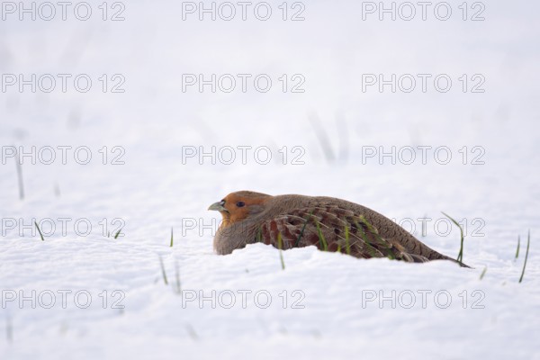 Buried in the snow... Grey partridge (Perdix perdix) lying, resting in a hollow in the field in the middle of winter, protecting itself from the cold and from predators, endangered species due to habitat loss and predators, Lower Rhine, North Rhine-Westphalia, Germany, Western Europe