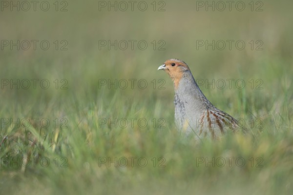 Vigilant... Grey partridge (Perdix perdix), partridge during the mating season, stretches high out of cover, courtship display, observes the surroundings, endangered species due to habitat loss and predators, native nature, Lower Rhine, Rhineland, North Rhine-Westphalia, Germany, Western Europe
