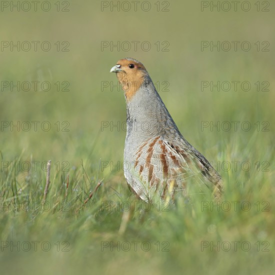 Erect... Grey partridge (Perdix perdix), during the mating season, stretches high from cover, observes the surroundings, is alert, shows territorial behaviour, species highly endangered due to habitat loss and predation, Lower Rhine, Rhineland, North Rhine-Westphalia, Germany, Western Europe