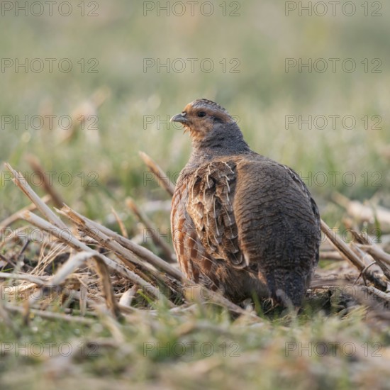 In the field... Grey partridge (Perdix perdix), partridge in the early morning light in an open field, looking around, observing the surroundings attentively, highly endangered by intensive agriculture and predators, native nature, Rhineland, Lower Rhine, North Rhine-Westphalia, Germany, Western Europe