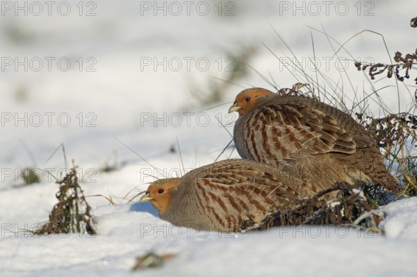 In pairs... Partridge (Perdix perdix), partridge pair, couple in winter, sitting, perching on a field in the snow, using the cover of a few grasses, crouching low, typical secretive behaviour, sunny winter day, Lower Rhine, North Rhine-Westphalia, Germany, Western Europe