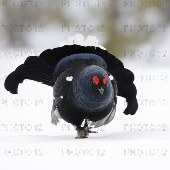 The entrance... Black grouse (Lyrurus tetrix), black grouse, dominant black grouse enters the mating arena with fanned out tail feathers, tail feathers and roses swollen with excitement, red eyebrows, shows imposing behaviour, territorial behaviour, wildlife, Europe, Southern Sweden, Sweden, Scandinavia, Northern Europe