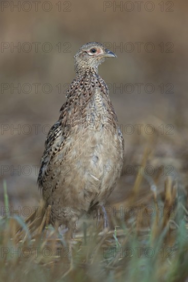 On the move in a hurry... Pheasant (Phasianus colchicus), young bird creeping, running through a stubble field, looking around attentively, frontal shot from an impressively low perspective, natural colours, very lively image, Lower Rhine, North Rhine-Westphalia, Germany, Western Europe