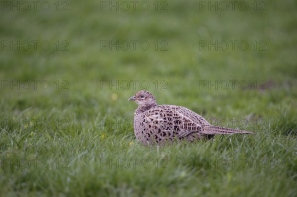 Lush meadows... Hunting pheasant, pheasant hen (Phasianus colchicus) in typical surroundings in a meadow, a field, soft evening light, wildlife, Rhineland, Lower Rhine, North Rhine-Westphalia, Germany, Western Europe