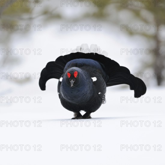 Self-confident... Black grouse (Lyrurus tetrix), black grouse, dominant cock enters the mating arena in a crouched posture, showing display of imposing behaviour, fanned out tail feathers, swollen roses, eyebrows, showing territorial behaviour, wildlife, Europe, Southern Sweden, Sweden, Scandinavia, Northern Europe