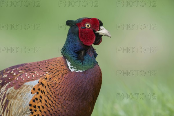 Close-up... Pheasant, hunting pheasant (Phasianus colchicus), very detailed close-up, half portrait of a magnificent pheasant cock in its prime, Lower Rhine, Rhine district Neuss, North Rhine-Westphalia, Germany, Western Europe