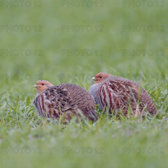 In pairs... Grey partridges (Perdix perdix) crouching in green grass, in a field in young winter wheat, species severely threatened by agricultural intensification, Lower Rhine, Rhineland, North Rhine-Westphalia, Germany, Western Europe