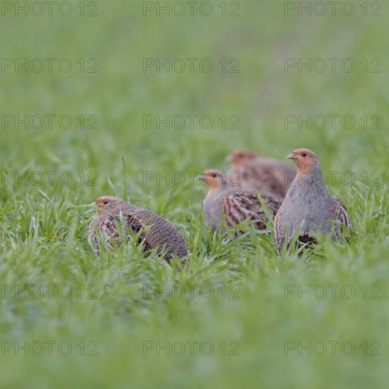 Small company... Partridge (Perdix perdix), partridge chain in the field, native birdlife, field and meadow birds severely threatened by intensive agriculture, wildlife, Rhineland, North Rhine-Westphalia, Germany, Western Europe