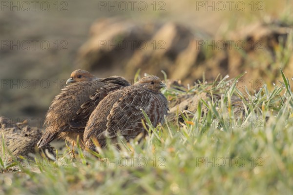 Seeking shelter... Grey partridges (Perdix perdix) squeezing into a tractor track in a field in the early morning sun, small partridges, endangered species due to habitat loss and predators, Rhineland, Lower Rhine, North Rhine-Westphalia, Germany, Western Europe