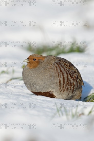 Grey partridge (Perdix perdix) perched in the freshly fallen snow in the sun, enjoying the warming rays of the sun, on a sunny winter morning, native wildlife, rare observation, wildlife, Lower Rhine, North Rhine-Westphalia, Germany, Western Europe