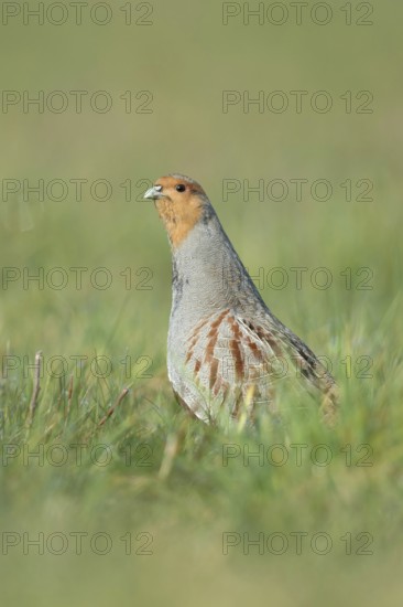 Erect... Grey partridge (Perdix perdix), during the mating season, stretches high from the cover, observes the surroundings, is vigilant, shows territorial behaviour, endangered species due to habitat loss and predation, Lower Rhine, Rhineland, North Rhine-Westphalia, Germany, Western Europe