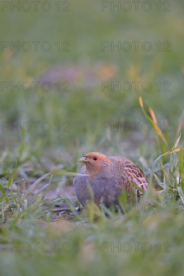 In young winter wheat... Grey partridges (Perdix perdix) early in the morning in a field, rare observation, the grey partridge is one of the most endangered species almost everywhere due to habitat loss, considerable population decline, Lower Rhine, North Rhine-Westphalia, Germany, Western Europe