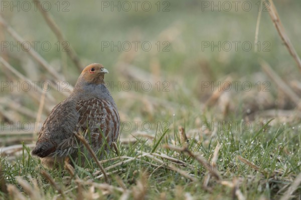 On the move in a stubble field... Grey partridge (Perdix perdix) looking to all sides, formerly common species, nowadays highly endangered, Lower Rhine, North Rhine-Westphalia, Germany, Western Europe