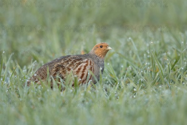 Dewdrops glisten... Grey partridge (Perdix perdix) walking through a dewy field in the morning, generally known but rare native fieldfare, species highly endangered due to predation and habitat loss, Lower Rhine, Rhineland, North Rhine-Westphalia, Germany, Western Europe