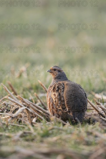 In the field... Grey partridge (Perdix perdix), partridge in the early morning light in an open field, looking around, observing the surroundings attentively, species highly endangered by intensive agriculture and predators, native nature, Rhineland, Lower Rhine, North Rhine-Westphalia, Germany, Western Europe