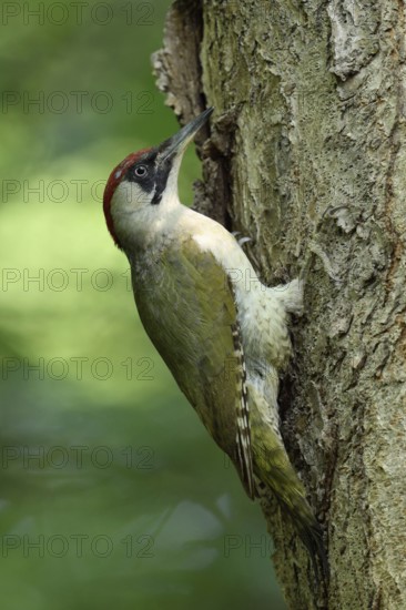 Native woodpecker species... Green woodpecker (Picus viridis) in typical woodpecker behaviour foraging on a tree, Lower Rhine, North Rhine-Westphalia, Germany, Western Europe