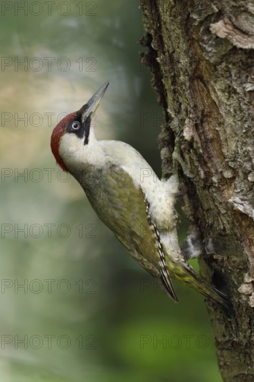 Evening in the forest... Green woodpecker (Picus viridis) sitting sideways on the trunk of a wild cherry, tree trunk, holding itself with its toes, stabilising itself with its supporting tail, woodpecker-typical supporting feathers, Lower Rhine, North Rhine-Westphalia, Germany, Western Europe