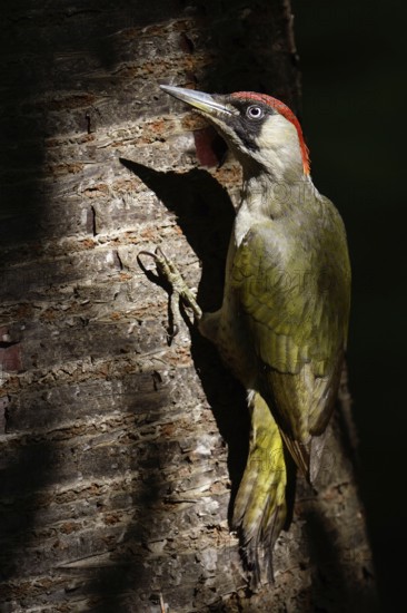 Always alert... Green woodpecker (Picus viridis), the green woodpecker sits, perches in the light spot on a tree, a cherry in the forest, interesting play of light and shadow, after the great spotted woodpecker the most common, widespread native woodpecker species, Lower Rhine, North Rhine-Westphalia, Germany, Western Europe