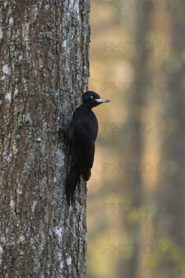 At home in old tree stands... Black woodpecker (Dryocopus martius), adult female in the first morning light on a tree, looking around attentively, calling, typical behaviour, largest woodpecker species in Central Europe