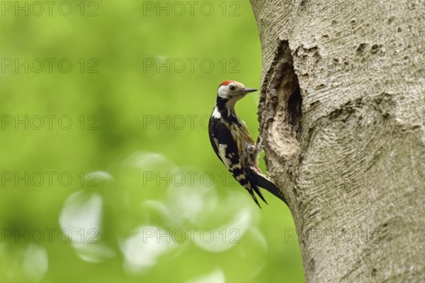 Doesn't fit... Middle spotted woodpecker (Leiopicus medius) sitting on an old beech tree, inspecting a black woodpecker cavity, which will be much too big for him as a breeding cavity, funny picture, native nature in Germany, Lower Rhine, North Rhine-Westphalia, Western Europe