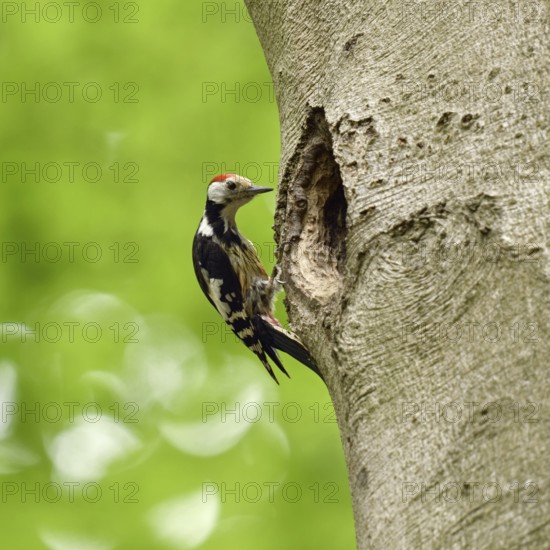 Delusions of grandeur... Middle spotted woodpecker (Leiopicus medius) sitting on an old beech tree, inspecting a black woodpecker cavity, which will be much too big for him as a breeding cavity, funny picture, native nature in Germany, Lower Rhine, North Rhine-Westphalia, Western Europe