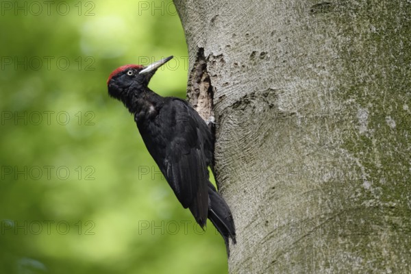Ants in the feathers... Black woodpecker (Dryocopus martius), adult male, returning to his breeding cavity in an old beech tree after foraging, woodpecker, old trees, wildlife, native nature in Germany, Lower Rhine, North Rhine-Westphalia, Western Europe
