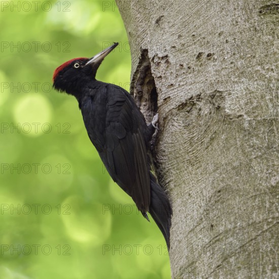 Black woodpecker (Dryocopus martius), adult male, at his breeding den in an old beech tree in front of a bright yellow-green background, clear light, fresh colours, woodpecker, needs old trees, wildlife, native nature in Germany, Lower Rhine, North Rhine-Westphalia, Western Europe