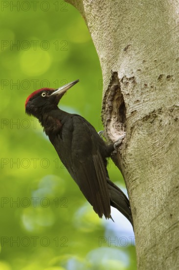 In the sunshine... Black woodpecker (Dryocopus martius) under the canopy of beech trees, adult male, at his breeding den in an old beech tree in front of a bright yellow-green background, clear light, fresh colours, woodpecker, needs old trees, native nature in Germany, Lower Rhine, North Rhine-Westphalia, Western Europe
