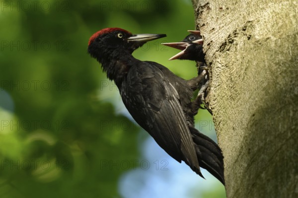 Black woodpecker (Dryocopus martius), adult male, at his breeding den in an old beech tree feeding the excited offspring, two young birds, native nature in Germany, Lower Rhine, North Rhine-Westphalia, Western Europe