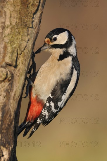 Foraging on dead wood... Great spotted woodpecker (Dendrocopos major), female searching for food on a dead tree, dead tree trunk, best known and most common native woodpecker, Lower Rhine, North Rhine-Westphalia, Germany, Western Europe