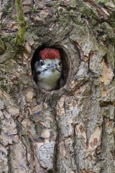 Curious... Great spotted woodpecker (Dendrocopos major), young woodpecker peering cheekily out of its nesting cavity, young bird, soon to fledge, most common native woodpecker, Lower Rhine, North Rhine-Westphalia, Germany, Western Europe
