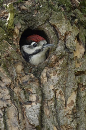 Patient... Great spotted woodpecker (Dendrocopos major), young bird waiting in its nesting cavity to fledge, looking out, Rhine district of Neuss, North Rhine-Westphalia, Germany, Western Europe