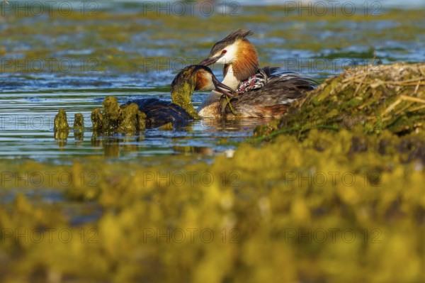 Great Crested Grebe, (Podiceps Scalloped ribbonfish), with chicks, wildlife, Germany